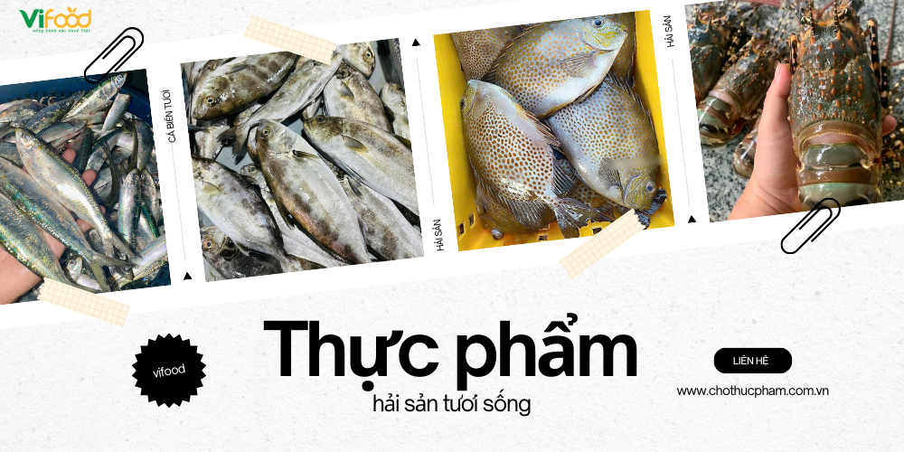 Tu hài sống tự nhiên Khánh Hòa